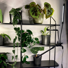 Load image into Gallery viewer, USB Clip-On LED Grow Light