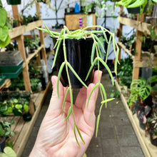 Load image into Gallery viewer, Black Propagation Pot 7cm (170ml)