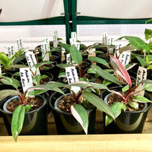 Load image into Gallery viewer, Black Nursery Pot 10cm (750ml)