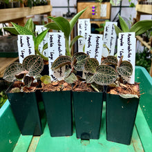 Load image into Gallery viewer, Black Square Propagation Tube 4cm (110ml)