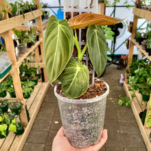 Load image into Gallery viewer, Clear Nursery Pot 12cm (1L)