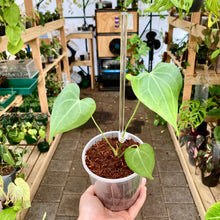 Load image into Gallery viewer, Clear Plant Support Stake