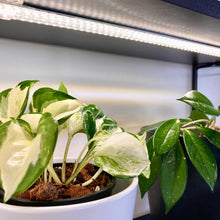 Load image into Gallery viewer, USB Double Strip LED Grow Light + Adaptor Combo