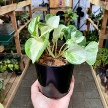 Load image into Gallery viewer, Black Nursery Pot 10cm (750ml)