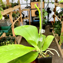 Load image into Gallery viewer, Clear Plant Support Stake