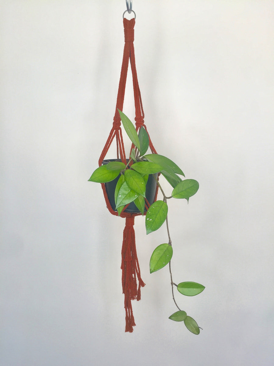 macrame plant hanger nz Buy 'Knotted' Macrame Plant Hanger – GrowingGreen NZ