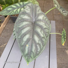 Load and play video in Gallery viewer, PlantBuds Leaf Shine & Protect