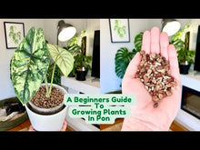 Load and play video in Gallery viewer, Bio Leaf Bio Pon (All Grades)