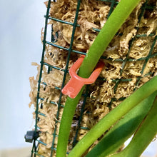 Load image into Gallery viewer, Red Plant Soil Pins 5cm - CLEARANCE