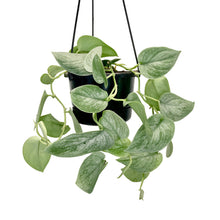Load image into Gallery viewer, Scindapsus Silver- 12cm