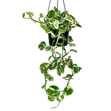 Load image into Gallery viewer, N'Joy Pothos - 12cm