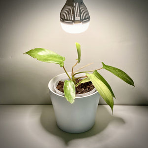 10 Watt Sansi LED Grow Light