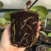 Load image into Gallery viewer, Tree Fern Fibre 10L