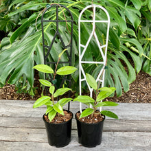 Load image into Gallery viewer, Plant Support Trellis