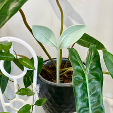 Load image into Gallery viewer, GrowProbe Soil Moisture Tester