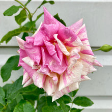 Load image into Gallery viewer, Growth Technology Rose Focus