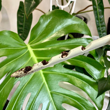 Load image into Gallery viewer, GrowProbe Soil Moisture Tester