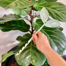 Load image into Gallery viewer, GrowProbe Soil Moisture Tester