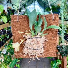 Load image into Gallery viewer, Tree Fern Fibre Orchid Board Twin pack