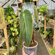 Load image into Gallery viewer, THICCLY Clear Grow Pole