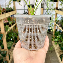 Load image into Gallery viewer, Clear Net Pot 11cm (800ml)