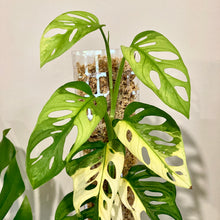 Load image into Gallery viewer, THICCLY Clear Grow Pole