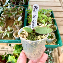 Load image into Gallery viewer, Clear Nursery Pot 6cm (110ml)