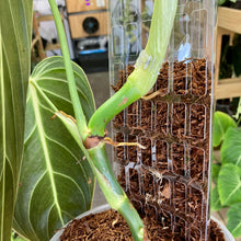 Load image into Gallery viewer, THICCLY Clear Grow Pole