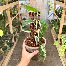 Load image into Gallery viewer, THICCLY Clear Grow Pole