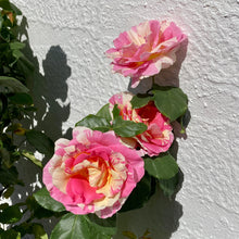 Load image into Gallery viewer, Growth Technology Rose Focus