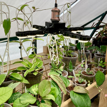 Load image into Gallery viewer, Plug-In Pendant Cord E27 60W - Copper