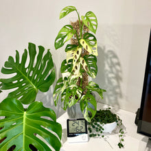 Load image into Gallery viewer, THICCLY Clear Grow Pole