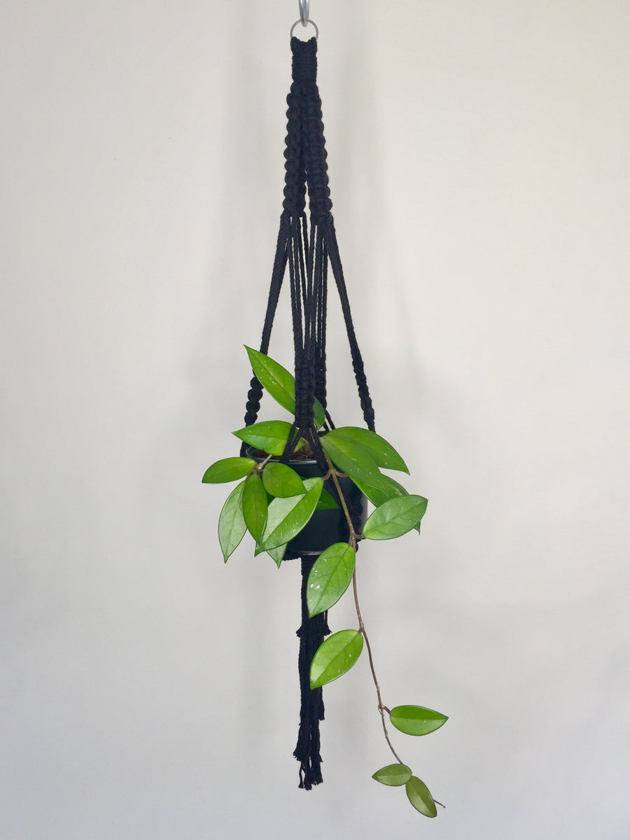 Buy 'Fully Knotted' Macrame Plant Hanger GrowingGreen NZ