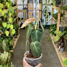 Load image into Gallery viewer, THICCLY Clear Grow Pole