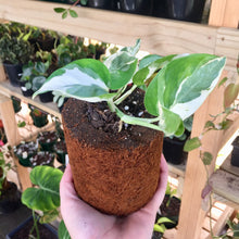 Load image into Gallery viewer, Tree Fern Fibre Pot 10cm