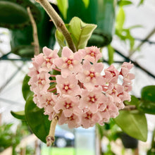 Load image into Gallery viewer, Growth Technology Flower Focus