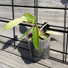 Load image into Gallery viewer, Pot Hanging Clip