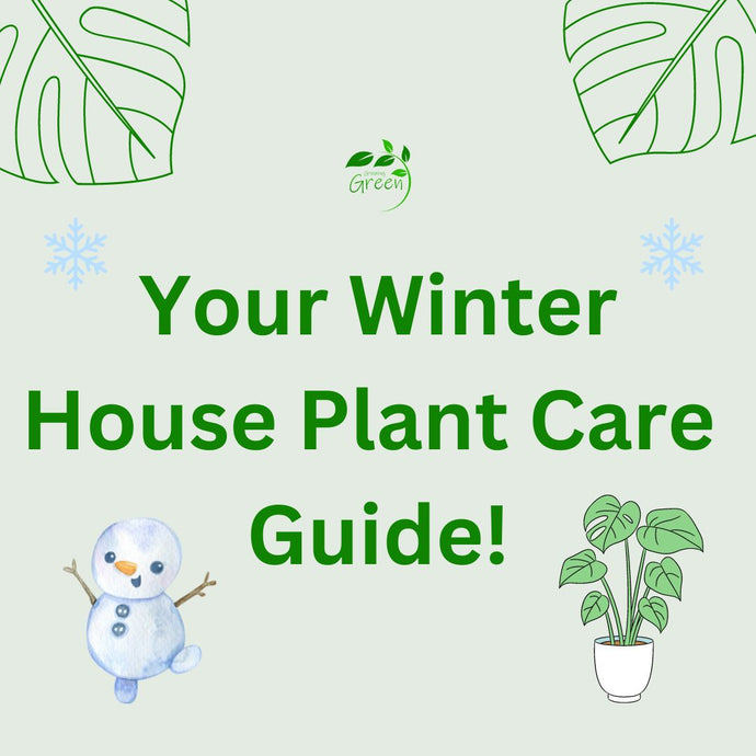 Your Winter Care Guide for House Plants