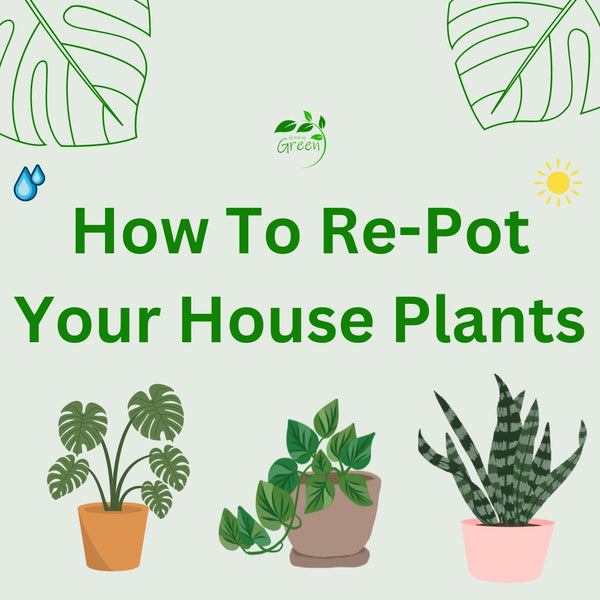 How To Re-Pot Your House Plants