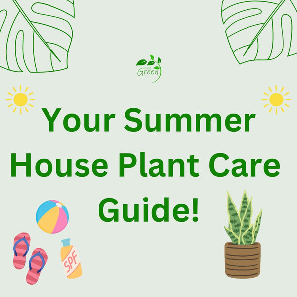 Your Summer Care Guide for House Plants
