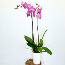 Load image into Gallery viewer, Potted orchid with pink flowers on a white background
