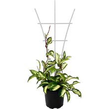 Load image into Gallery viewer, Plant Support Trellis
