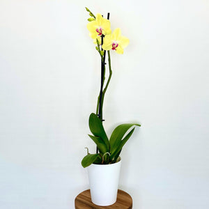 Yellow orchid in a white pot on a wooden stand against a light gray background