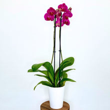 Load image into Gallery viewer, Potted orchid with pink flowers on a white background
