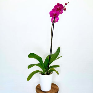 Potted orchid with pink flowers on a white background
