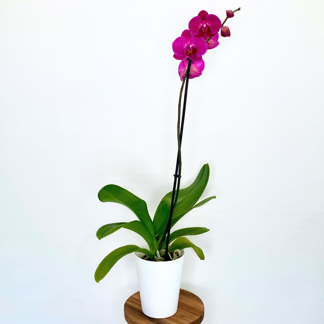 Potted orchid with pink flowers on a white background