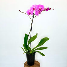 Load image into Gallery viewer, Potted orchid with pink flowers on a white background
