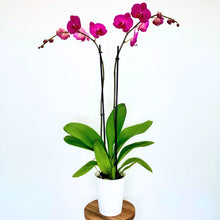 Load image into Gallery viewer, Potted orchid with pink flowers on a white background
