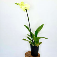Load image into Gallery viewer, Potted orchid with a white background
