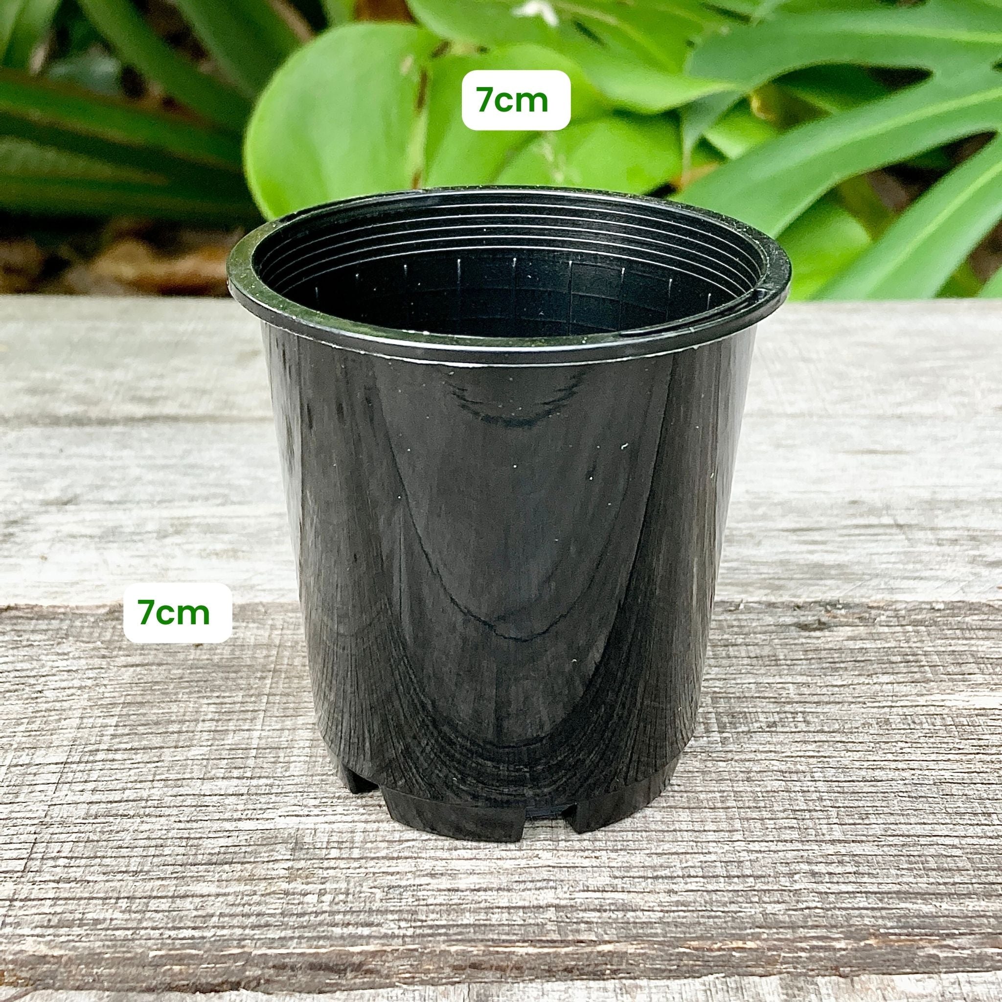 7cm plant pot Buy Round Propagation Pot Black 7cm (170ml) – GrowingGreen NZ